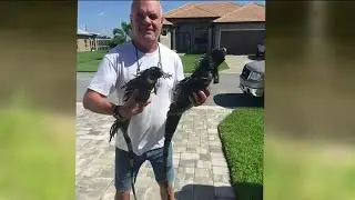 Neighbor calls 911 on Cape Coral man shooting iguanas in his backyard