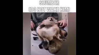 Slumber (Do not wake him)