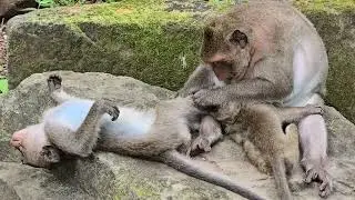 Best video of lovely baby monkey action looks very smart and friendly.