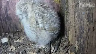 11 Owlet feather growth  April 26th converted