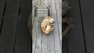 Alasan Fisik Kucing Suka Berguling Guling