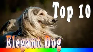 Most Beautiful Dog - The 10 Most Elegant Dog Breeds