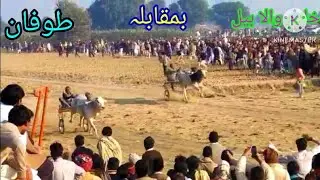 New Bell race Adda Vihari 11/ 01/ 2024 Jalsa Malak Khadim awarn tufan kgroup vs wihari group