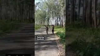 Exploring Sunabeda #shorts #vlog #nature #cuocsong #sunabeda @KSVNews