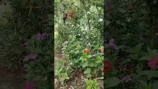 #nepal #travel #nature #trending #shorts #flowers #new #love #mountains