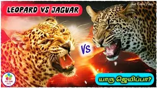 Leopard vs Jaguar | யாரு ஜெயிப்பா? | Ultimate Battle Tamil | Just Tamil Facts 