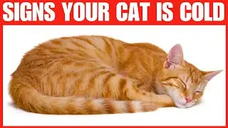How to Tell if Your Cat is Cold