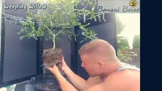 Weeping Willow - Re-potting & wiring some branches