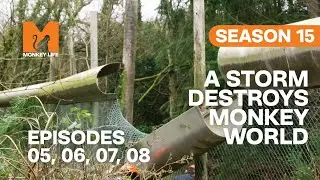 A Storm Ruins The Monkey Enclosures in Monkey Life | S15 E05, 06, 07 & 08 | Full Episodes