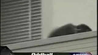 Monkey run away