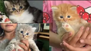 Meet our 3 cute kitties of pyang &timtim #persiancat #kittens #catlovers @nanay71 