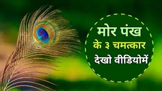 HOW TO IDENTIFY ORIGINAL PEACOCK FEATHER