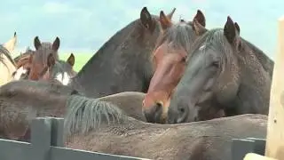 HISTORIA DEL CABALLO CHILENO 2016 LAS CALLANAS MP4 HD OK 1
