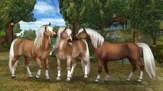 SSO - Buying Haflinger