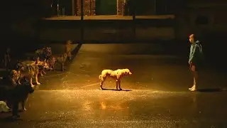The Dog’s King Gathered An Army of Street Dogs to Get Revenge On Humans But He Meets His Owner