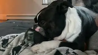 Cute Boston Terrier Cries Because Nobody Will Play With Him....Because He Won't Drop His Toy!