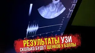 УЗИ. Сколько щенков будет у шпица Бэллы. Когда роды шпица