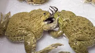 Asian Bullfrog Eats Big Scorpion & Dubia Roaches! Live Feeding
