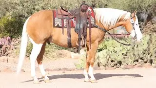 Moonpie- Sarah McKibben Cowgirl Cadillacs Horse Sale