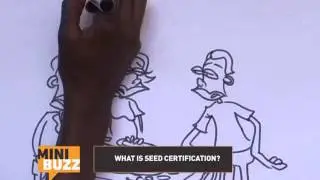 Cartoon on seed certification | Minibuzz Uganda