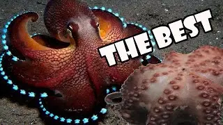 Como Cocer Pulpo Paso a Paso con trucos