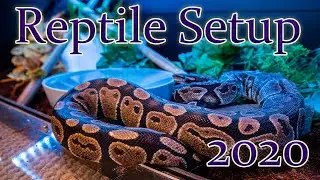 How To Set Up A Reptile Enclosure The Right Way