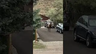 Bugling Bull Elk in driveway with an Audi! 😳