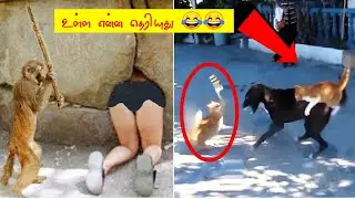 😂விலங்குகள் செய்த காமெடி சம்பவங்கள் | 50 Animal Funniest Moments HD