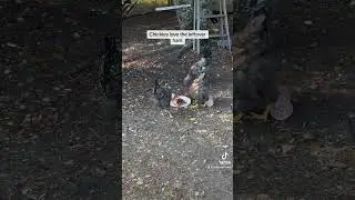 Leftover ham for the chickens #chicken #chickensofyoutube #farmlife #chickenlife #backyardchickens