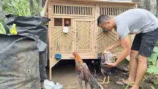 Pemberian Pakan 594+jagung pecah 