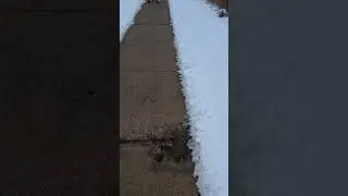 Another Dog Walking Along Brant Street In Burlington Ontario 01/06/26