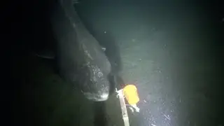 Greenland Shark Spotted