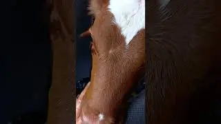 Телёнок сосёт пальцы😍 Как это мило😍 Напоминает маму😍