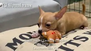Chihuahua Puppies For Sale