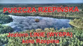 Jezioro LINIE (WYSPA) koło Rzepina - PUSZCZA RZEPIŃSKA (woj.lubuskie)