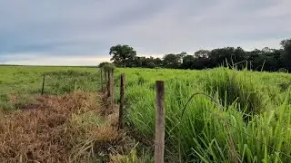 Como. Fazer o manejo correto dos piquete  para  o gado fica mais  dia na rotação  do capim  vejão
