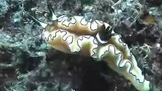 Alam Batu Hausriff