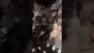 Blind kittens are ready for a caring foster! Orange County, CA #kittenrescue #blindcats