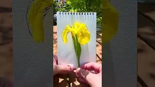 Real Iris flower or drawing ✨
