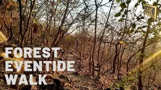 4k Virtual Tour in Tropical Forest with Eventide || 435 Hz Meditation Music (No Copyright Music)