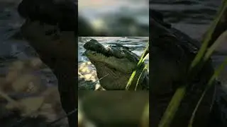 Rangers Hunt Deadly Crocs Near Jim Jim Falls