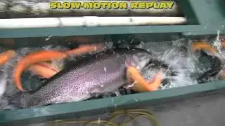 Lightning Trout - Largest Stocking EVER + Huge Tournament !!