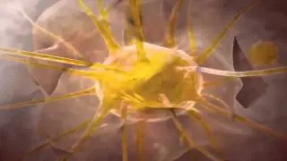 Intramembranous Ossification Video