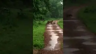 Female Tigress Crossing Road With Tiny Cubs At Tadoba #shorts