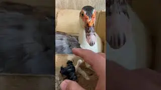 OMG! 😱 This Duck Bit Me When I Tried to Grab the Bombombini Gussini! #duck #shorts #brainrot