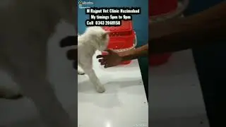 #cat #honeybeebite  #treatment #shorts #trending what you will do whenever Honey Bee bites your pet?