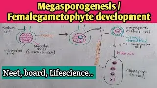 plant development part 14 Megasporogenesis /Femalegametophyte development @TEACHINGPATHSHALA