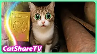 Pregnant Ballerina - Support the Stray Cat! 🔥