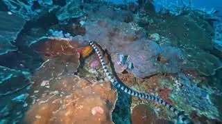 25.08_Scuba Diving in Sabang in Verde island