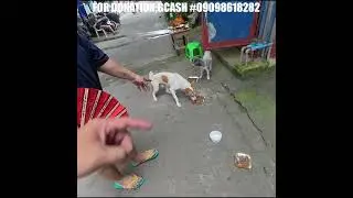 Aggressive&nbsp;Dogs Cats cat asked for food.